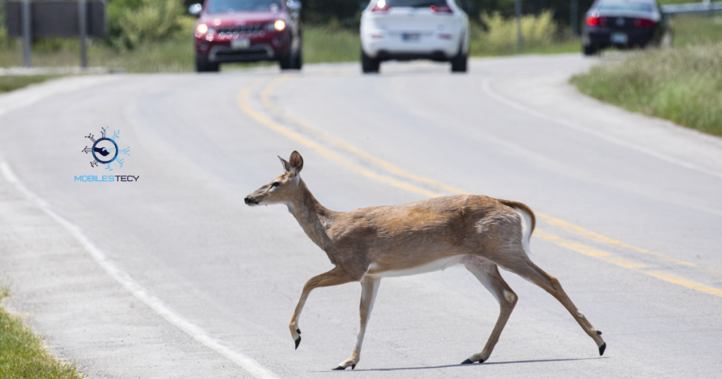 Does Collision Insurance Cover Deer-Related Accidents?